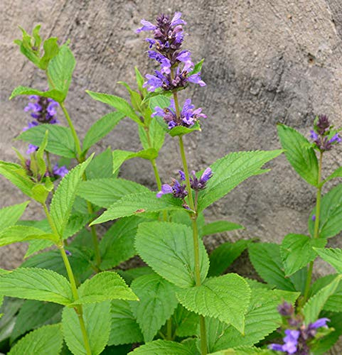 Großblättrige Katzenminze - Nepeta kubanica - lebende Gartenpflanze aus den Baumschulen