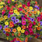 Rotyroya 200 unids/bolsa de semillas de petunia, coloridas semillas de petunia de crecimiento bajo que se extienden de primera calidad para el hogar