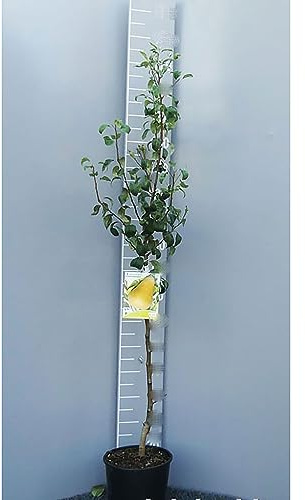 SAVINI VIVAI Poirier Empereur, Plantes Fruitières, Poirier en Pot, 22-24 cm 2-3 ans, Hauteur 130-150 cm