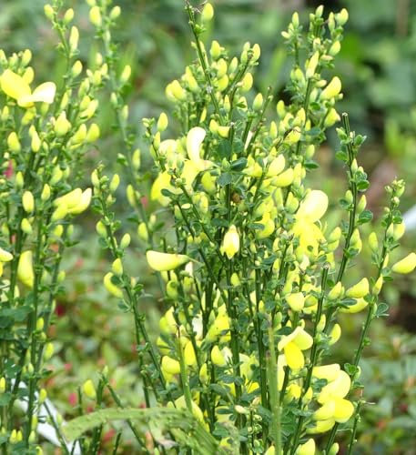 Edelginster Cytisus scoparius 'Luna' Besenginster gelb 60-80 cm sommergrün winterhart Freilandaufzucht
