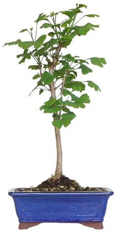 KENTIS - Bonsai di Ginkgo Biloba - Piante Vere da Esterno Ornamentali Resistenti - Giardino Balcone Terrazzo - H 40/50 cm Vaso in Ceramica 21 cm