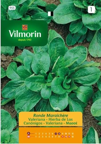 Kit 10 bustine semi VALERIANA RONDE MARAÎCHÈRE 955