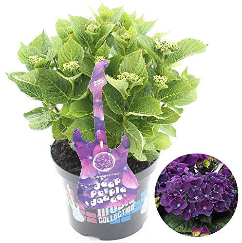 Hydrangea Purple Dance Garden Shrub | Deciduous Vibrant Potted Plant | 1.5-2.5ft
