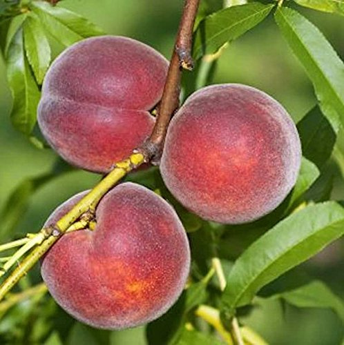 Pfirsich Kernechter vom Vorgebirge 60-80cm - Prunus persica - lebende Gartenpflanze aus den Baumschulen