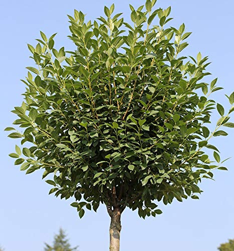 Hochstamm Steppenkirsche Globosa 80-100cm - Prunus fruticosa - lebende Gartenpflanze aus den Baumschulen