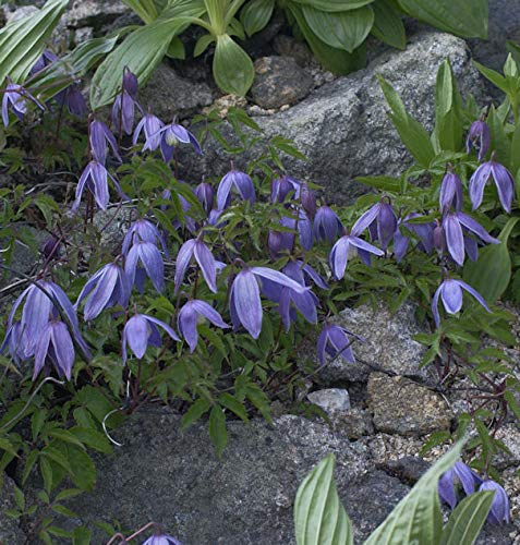Alpen Waldrebe 40-60cm - Clematis alpina - lebende Gartenpflanze aus den Baumschulen