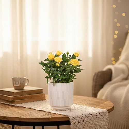 Yellow Rose Plant in White Ceramic Pot - Live Houseplant with Included Decorative Pot | Luxe Leaf Plants UK