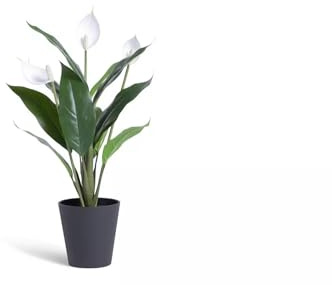 SHABJY Large Artificial Faux Peace Lily Plant Enjoy The Beauty Of A Peace Lilly In Full Bloom - White