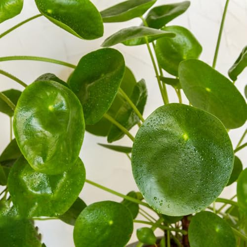 glückstalersamen, Pilea peperomioides, blumensamen Chinesischer Geldbaum balkonpflanzen outdoor bio alte sorten exotische zimmerpflanzen bodendecker winterhart mehrjährig deko 30pcs