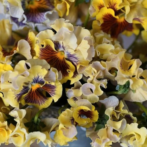 semillas de pensamiento - pensamientos de primavera, resistentes en silvestres exóticas semillas silvestres sombra jardín 800semillas