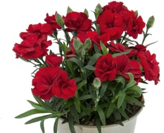Planta Clavel Dianthus Aromática y Colorida – Ideal para Terrazas, Jardines y Espacios Verdes