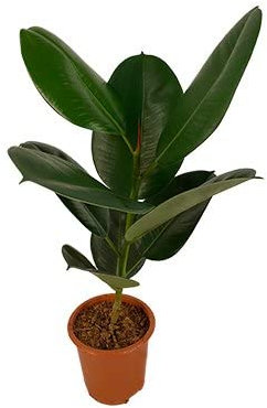 Ficus Elastica Natural Árbol de Tamaño Pequeño - Crecimiento Rápido -