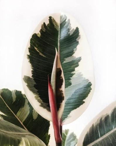 Ficus Tineke (Ficus Elastica Variegata) Natural Árbol Tolerante a Altas Temperaturas