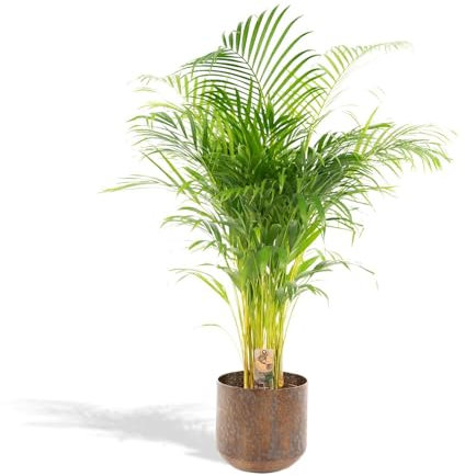 Palma Areca con vaso - 110 cm - Ø21 cm