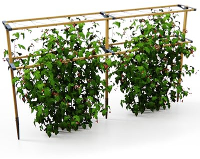 Gusta Garden Berry Buddy - Flexible Rankhilfe für Beeren: Himbeeren, Brombeeren & Heidelbeeren, erweiterbar, produziert in der EU, Rankgitter aus Holz (240cm)
