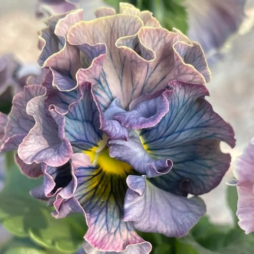 Semi di viola cornuta, esotici semi di Viola cornuta - Le da giardino sono comprare viole cornute 50pcs