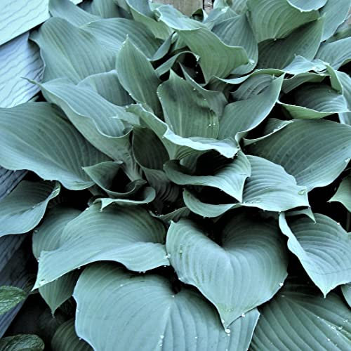 12 unità Hosta 'Blue Angel' - Hosta Vaso 9x9cm ±1 m² - Foglie Blu Argentate per Aiuole e Contenitori