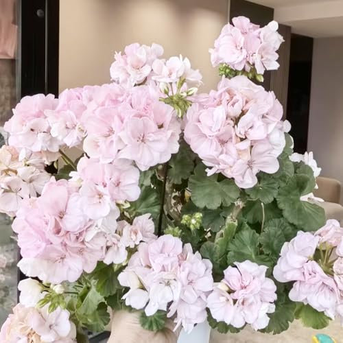 semillas de geranio colgando hierbas macetas con flores balcón camas elevadas resistentes cortadas 100pcs