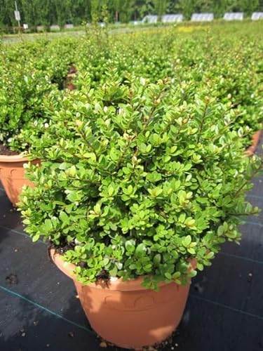 Ilex crenata Dark Green Kugel - Buchsblättrige Stechpalme Kugel