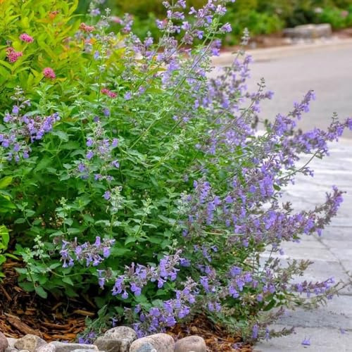 Katzenminze Kaufen, kräutersamen Nepeta cataria, Minze, kräuterbeet balkon stauden winterhart mehrjährig geschenke für gärtner winterharte für garten 800Samen