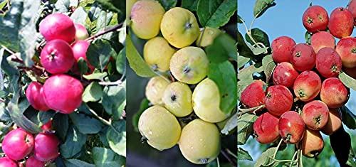 Familienapfelbaum Trio Apfelbaum Kitajka, Drei Sorten Mini-Apfel Baum