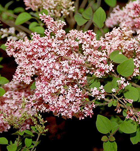 Duft Zwergflieder Tinkerbelle 40-60cm - Syringa - lebende Gartenpflanze aus den Baumschulen