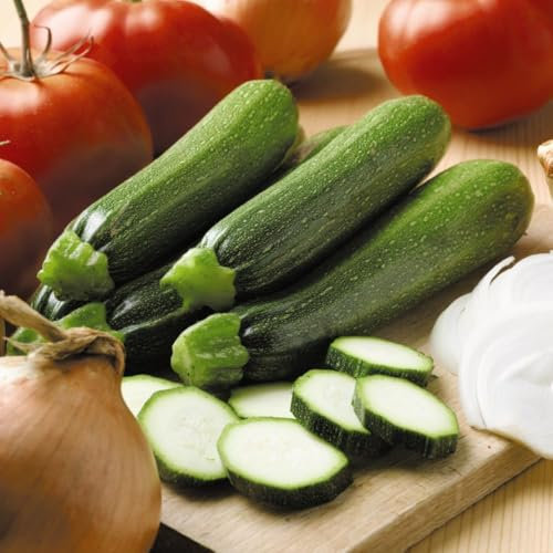 Easy-to-Grow Courgette Seeds for Prolific Summer Harvest - Zucchini Vegetable Gardening Essential - 1 Packet (25 Seeds) by Thompson & Morgan