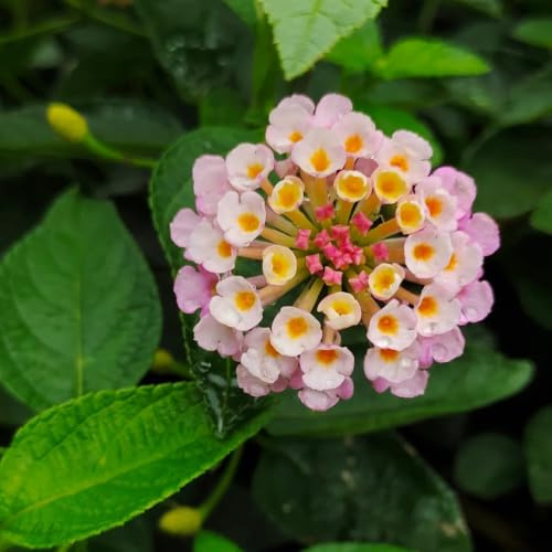 semi di lantana - lantana - perenne, ornamentale rampicante resistenti all'esterno, arbusti, ombra, arbusti 200pcs