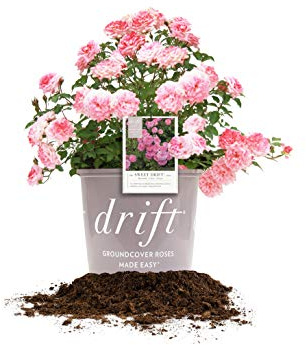 PERFECT PLANTS Sweet Drift