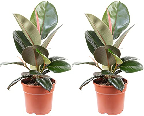 Juego de 2 árboles de goma – auténtica planta de interior, Ficus elastica 'Robusta' – Altura aprox. 50 cm, diámetro de la maceta 17 cm