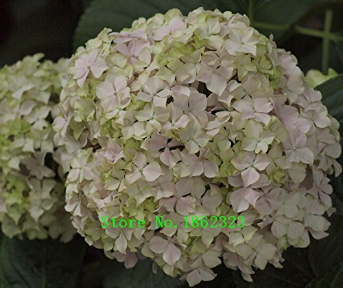 Heiß! 20 Farben 300 Hydrangea semi/semi di fiori borsa di ortensia in vaso gerani balcone ortensie semi impianto al coperto