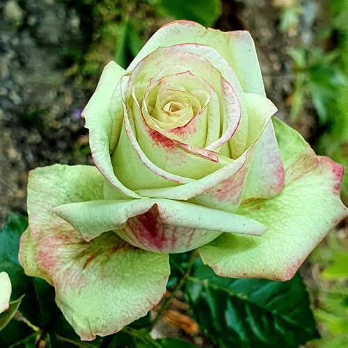 Semillas de rosal, variedades antiguas Semillas de rosa trepadora, Rosa chinensis, las rosas trepadoras son 180pcs
