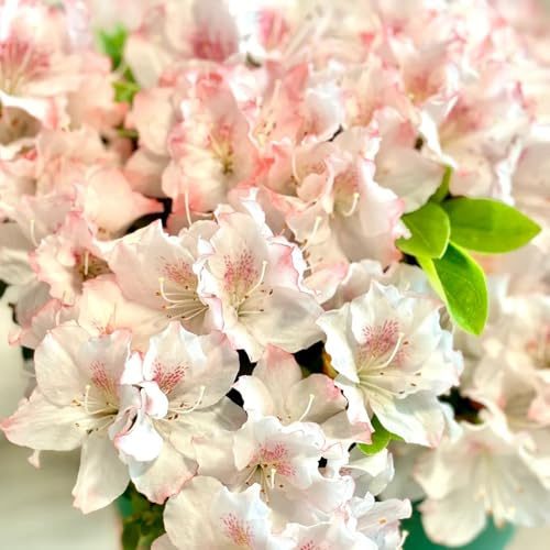 semillas de rododendro - jardín rocas resistentes exóticas perennes 20pcs
