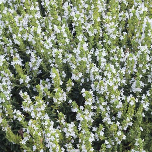 Semillas de ajedrea, perenne, resistente al invierno. al aire libre de balcón para el jardín Comprar decorativas. 150pcs