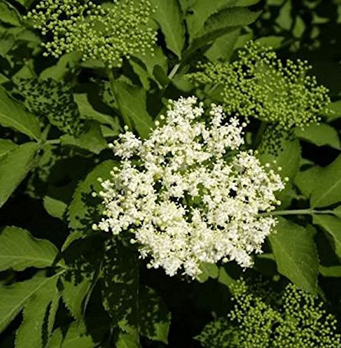 Schwarzer Holunder Sampo 60-80cm - Sambucus nigra - lebende Gartenpflanze aus den Baumschulen