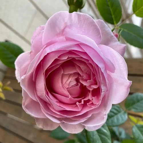 Rosas híbridas/rosas/rizoma/resistentes/decorativas/de jardín/fragantes/de interior/de exterior/aptas para principiantes-3 PCS-G