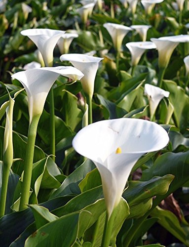 WASSERPFLANZEN WOLFF - Zantedeschia aethiopica - afrikanische Calla, weiß - fertig im PFLANZKORB