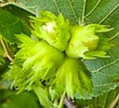 6-10 Hazelnut, Filbert Tree, Sweet Nuts to Enjoy in Years to Come, Fruit Bearing Potted Plant