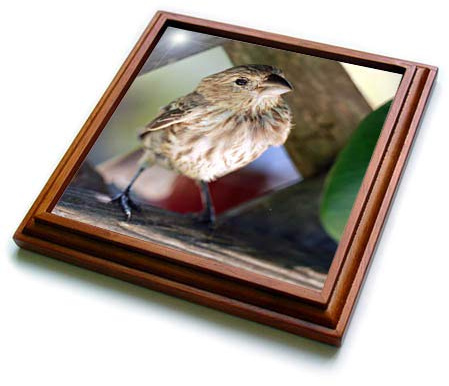 8x8 Trivet with 6x6 Ceramic Tile - Macro Photograph of a House Finch on Wooden Lattice. Stamp City - Birds