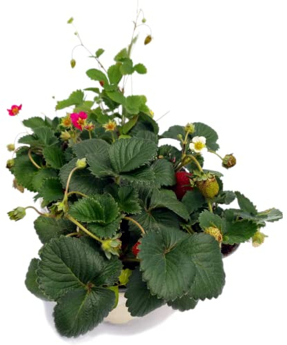 6 Piante di fragole in vaso 9 cm