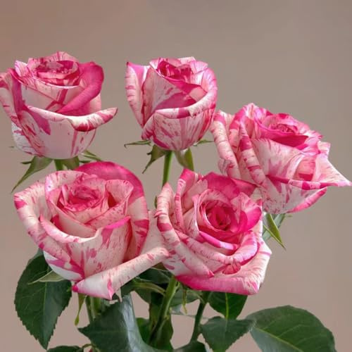 rosales trepadores, semillas de rosa ornamentales lugares soleados de jardín, enredaderas, decoración selvática balcón primavera, 950semillas