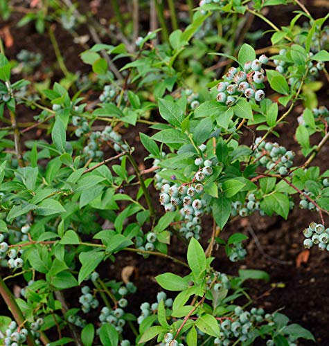 Heidelbeere Puru 40-60cm - Vaccinium corymbosum