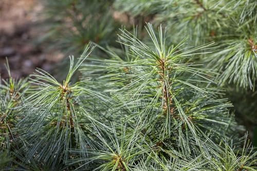 Pinus wallichiana 'Nana' 50–60 cm – Immergrün, Winterhart, Pflegeleicht – Zwerg-Himalaya-Kiefer – Ziergehölz für Steingarten & Kübel