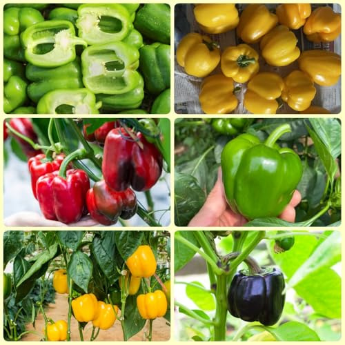 ChiliSamen, ChilliSamen, Capsicum annuum pflanzensamen gemüsesamen balkon geschenk für gartenliebhaber exotische 500pcs