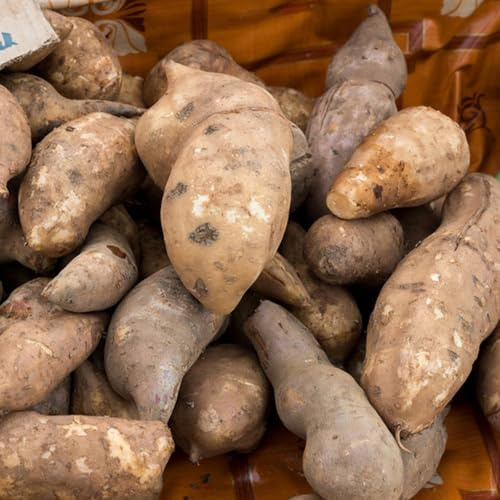 Semillas de yacón, de jardín para lugares soleados raras exóticas semillas de resistentes 100pcs