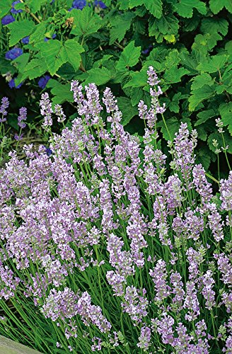 Lavendel 'Rosea' Lavandula angustifolia - 1 winterharte Pflanzen im Topf mit leuchtend rosa Blüten als Hecke oder Busch - von Garten Schlüter - Pflanzen in Top Qualität