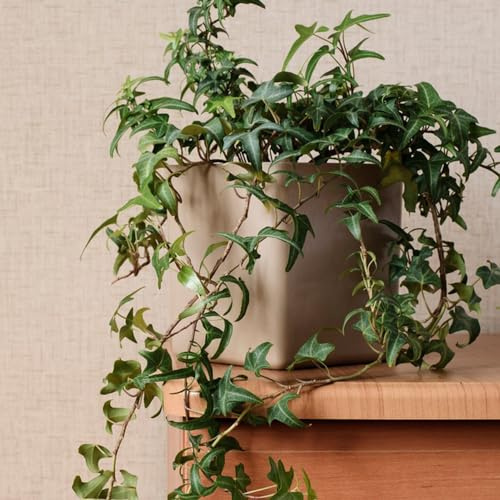 100 piezas Semillas colgantes de plantas de interior de hiedra. hierba jardín cocina semilla oficina plantas 'Planta de hiedra planes de hierbas de cocina plantas exóticas