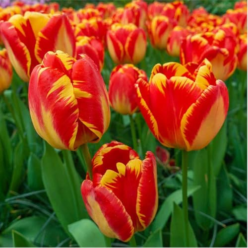 Gift,Tulpen Pflanzen,3 years,Mysteriöse magische Glühbirne,Mehrjährige Blumenzwiebel ist winterhart,Blumenzwiebel Mix-5 Tulpenzwiebeln-G