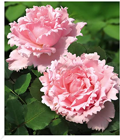 BALDUR Garten Parfum-Rose Sophie Rochas®, 1 Pflanze, duftende Rosen, winterhart, mehrjährig, blühend, duftend, Schnittblume, Rosa, Strauchrose, Rosen-Rarität