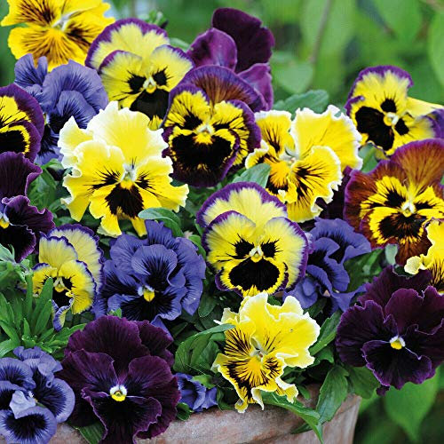 Pansy Hardy Perennial Frizzle Sizzle Mixed 1x 15 Garden Ready Tray Plants by Thompson and Morgan